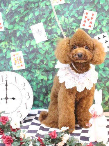 20250422ボボくん